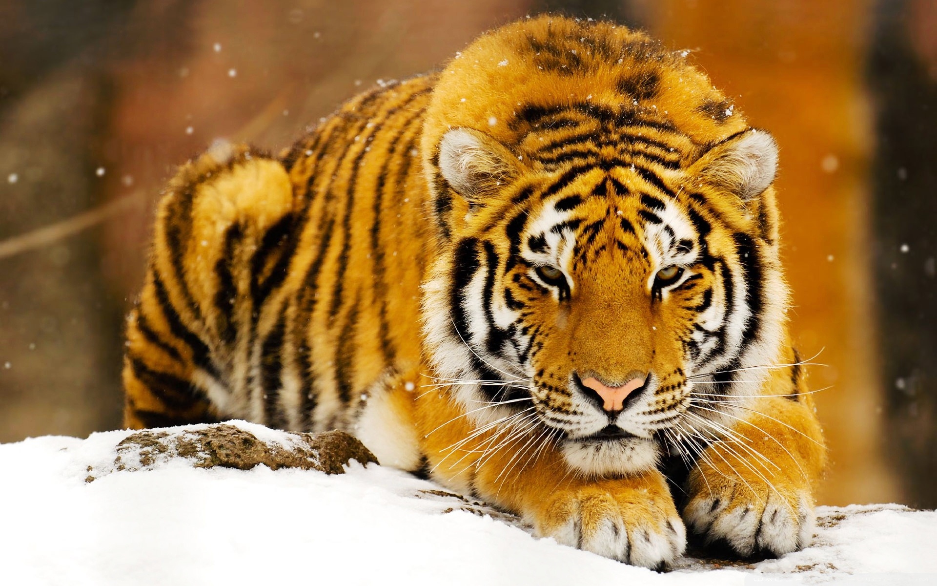 Siberian Snow Tiger3099912481 - Siberian Snow Tiger - Tiger, Snow, Siberian, Manta